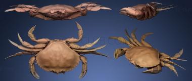 3D model Dungeness Crab From the West Coast of Canada (STL)