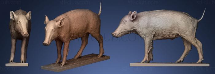 3D model Wild Boar sus Scrofa 3D (STL)