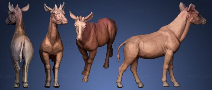 3D model Okapi Okapia johnstoni (STL)