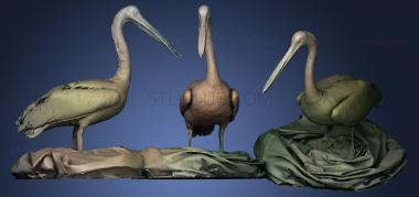 3D мадэль Американский белый пеликан (STL)