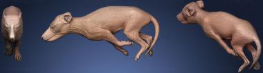 3D model Baby Thylacinus Cynocephalus (STL)