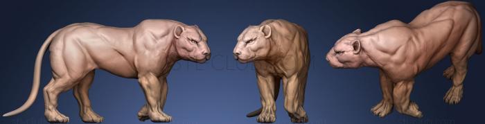 Big Cat  Lion  Puma  Panther