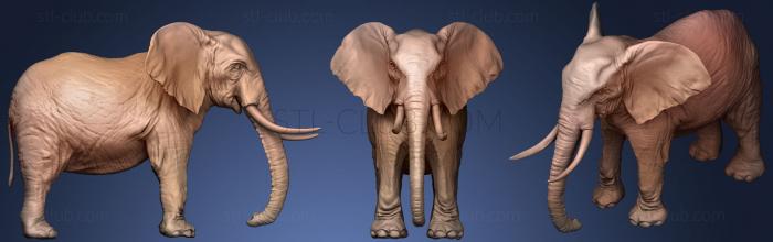 3D model Elephant 3d Printable (STL)