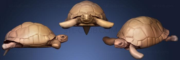 Hermanns tortoise WIP 3