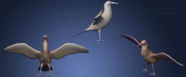 3D модель Великолепная птица-фрегат (STL)