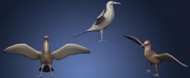 3D model Magnificent Frigatebird (STL)