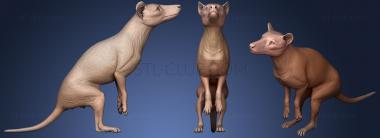 3D model Male Thylacine or Thylacinus Cynocephalus (STL)