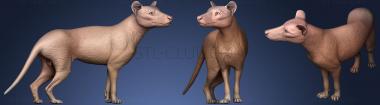 3D model Male Thylacine or Thylacinus Cynocephalus 2 (STL)