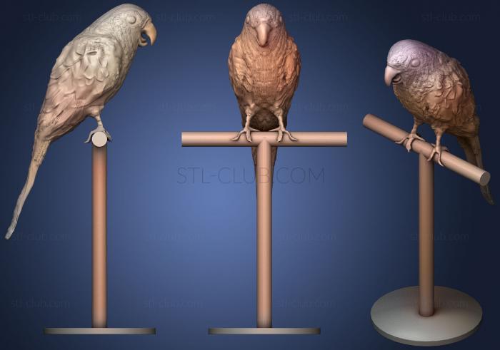 3D мадэль Попугай Конуро-дель-Соле (STL)