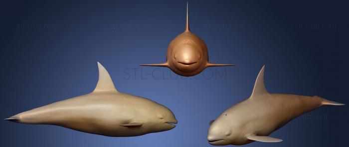 3D model Realistic Killer Whale (STL)