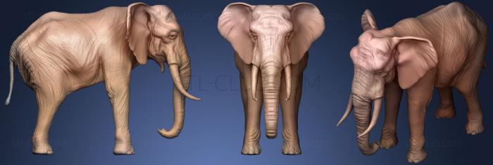 3D model African elephant male (STL)