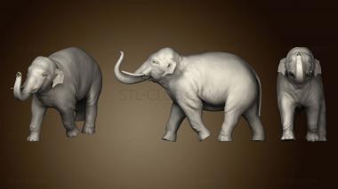 3D model Asian elephant 2 (STL)