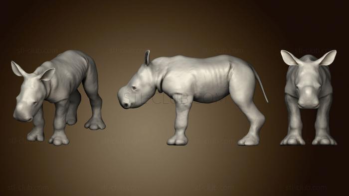 3D мадэль Статическая поза Детеныша Белого Носорога (STL)