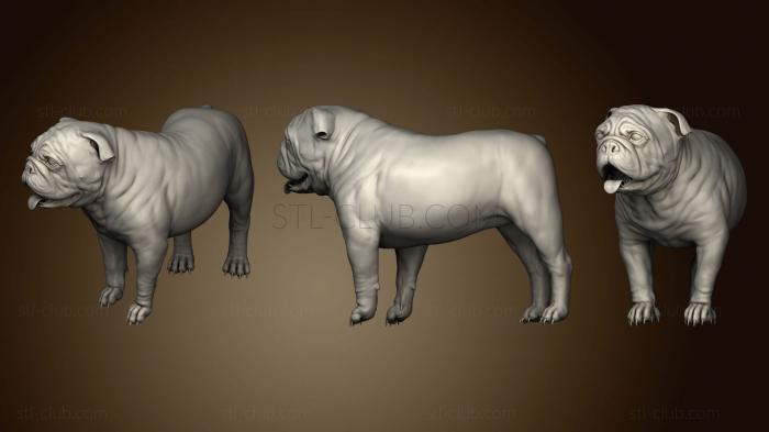 3D model Baxter the English Bulldog (STL)