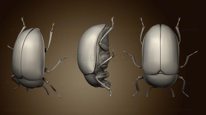 Beetle 6 003