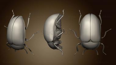 3D model Beetle 6 003 (STL)