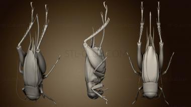3D model Beetle 6 004 (STL)