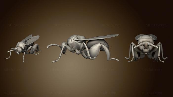 Beetle 7 001