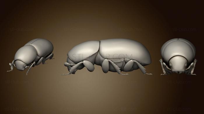 3D model Beetle 8 001 (STL)