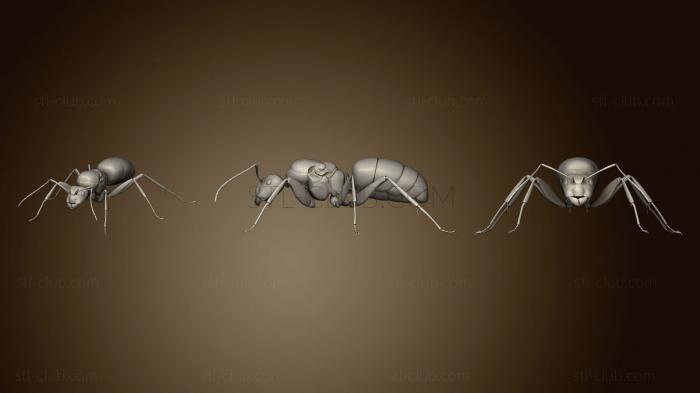 3D model Beetle 9 003 (STL)