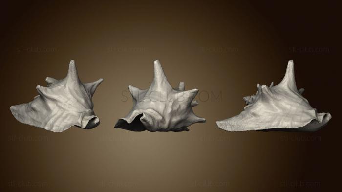 3D model Conch Shell (STL)