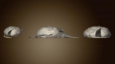 3D model Dead Anglerfish (STL)