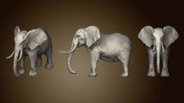 3D model Elephant and War Horse (STL)