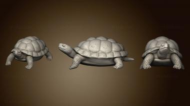 3D модель Гноящаяся Болотная Черепаха (STL)