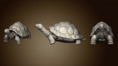 3D model Giant Tortoise (STL)