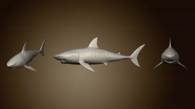 3D model Great White Shark Game Ready (STL)