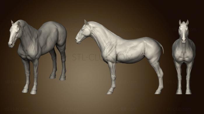 Horse Anatomy Skin High Poly mesh