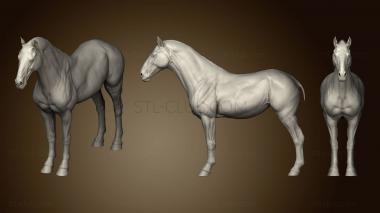 3D model Horse Anatomy (STL)