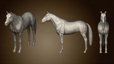 3D model Horse Basemesh Vol 01 (STL)