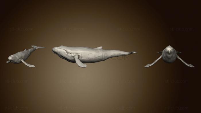 3D мадэль Горбатый кит 2 2 (STL)