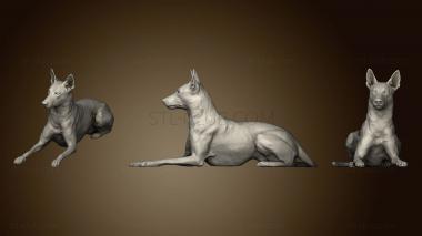 3D model Malinois Dog (STL)