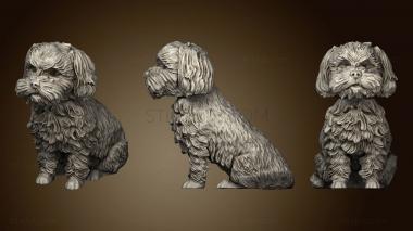 3D model Shih tzu 2 (STL)