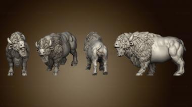 3D model american buffalo 01 (STL)