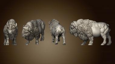 3D model american buffalo 02 (STL)