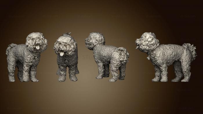 3D model poodle 04 (STL)