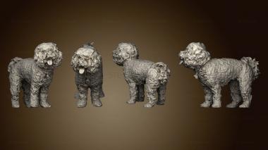 3D model poodle 04 (STL)