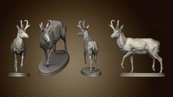 3D model Pronghorn Male (STL)