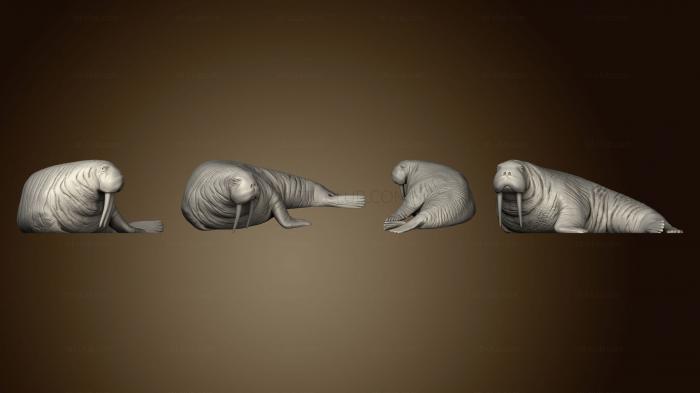 3D model Walrus Large (STL)