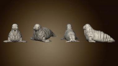 3D model Walrus Unbased (STL)