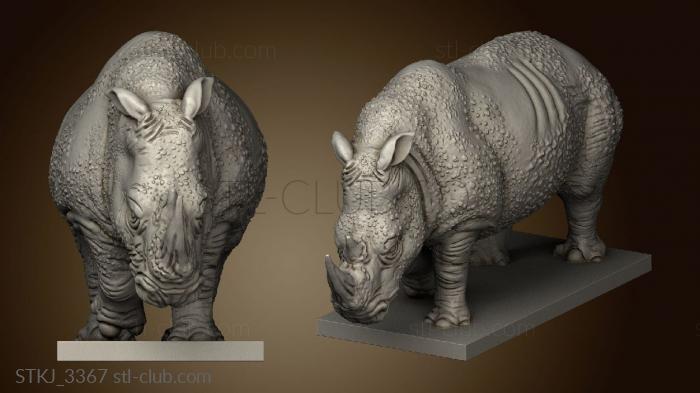 Animals Rhino