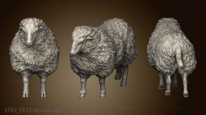 Sheep