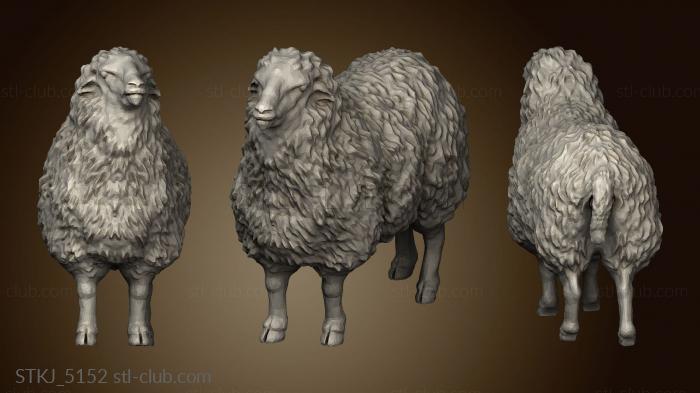 Sheep