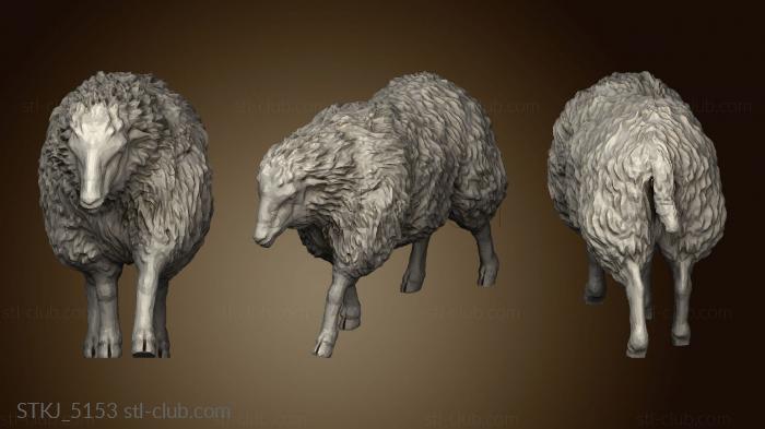 Sheep