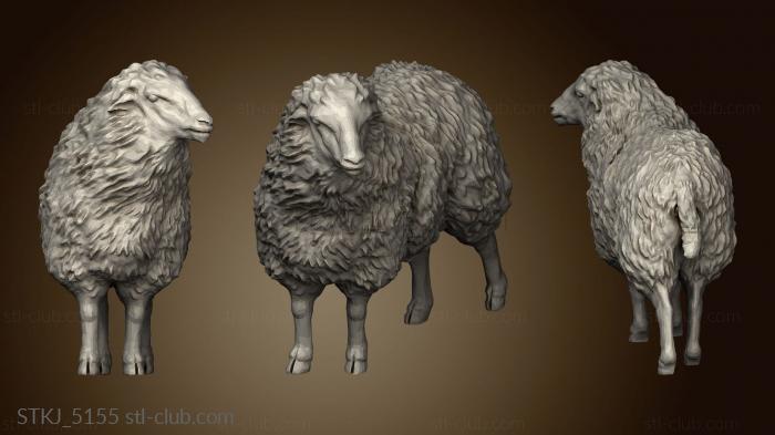 Sheep