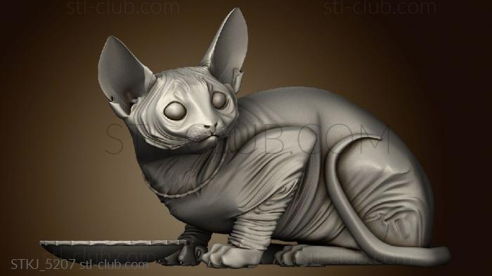 Sphynx Cat