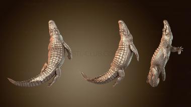 3D model American Alligator Swim (STL)